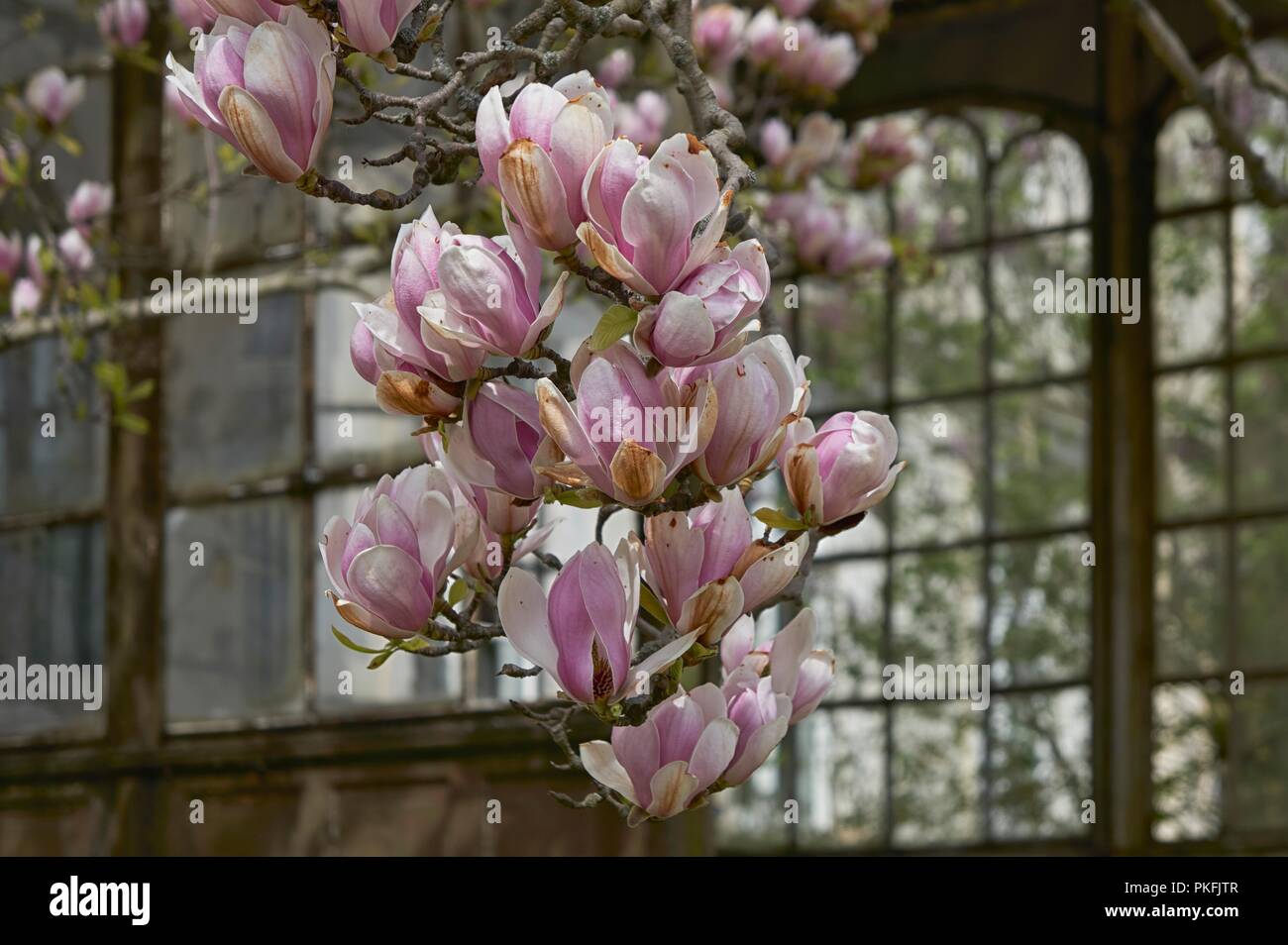Magnolie Baum Blüte im Frühling Stockfoto