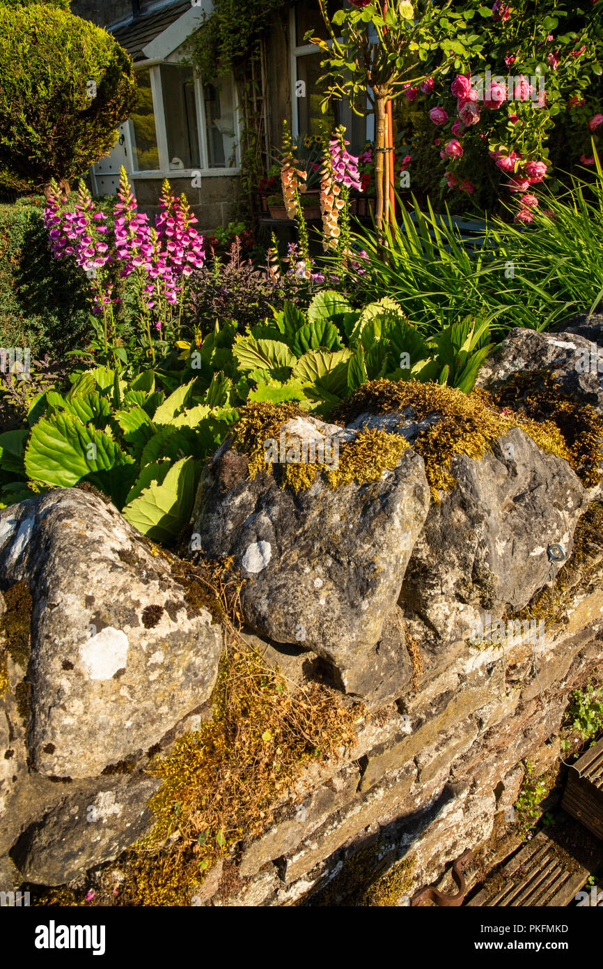 England, Yorkshire, Wharfedale, Grassington, Fingerhut und rosa Blüten hinter Moos bedeckt Stein Garten Wand Stockfoto