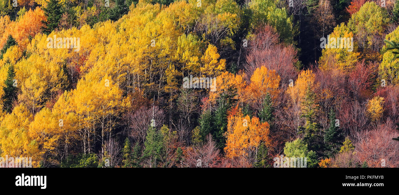 Herbst Mountain Forest, Herbst bunte Bäume Textur banner Hintergrund Stockfoto