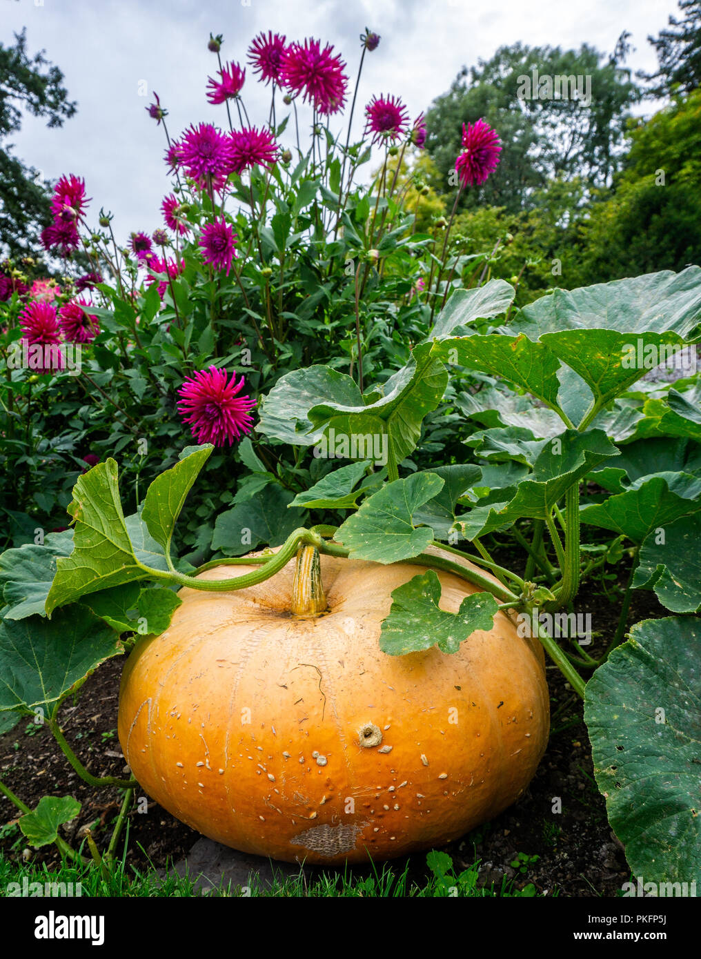Großen gelben Kürbis im Garten wachsenden für Halloween Stockfoto