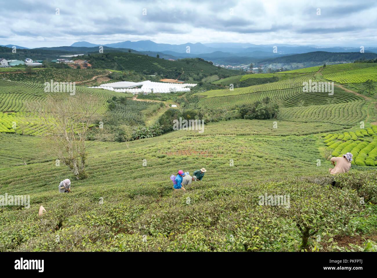 Die Arbeiter der Cau Dat Kaffee Farm sind die regelmäßige Pflege der Kaffee Hügeln in der Stadt Da Lat, Vietnam. Stockfoto