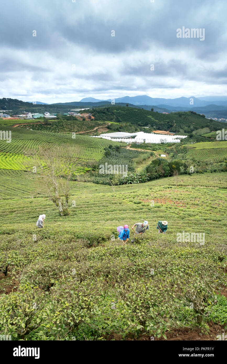 Die Arbeiter der Cau Dat Kaffee Farm sind die regelmäßige Pflege der Kaffee Hügeln in der Stadt Da Lat, Vietnam. Stockfoto