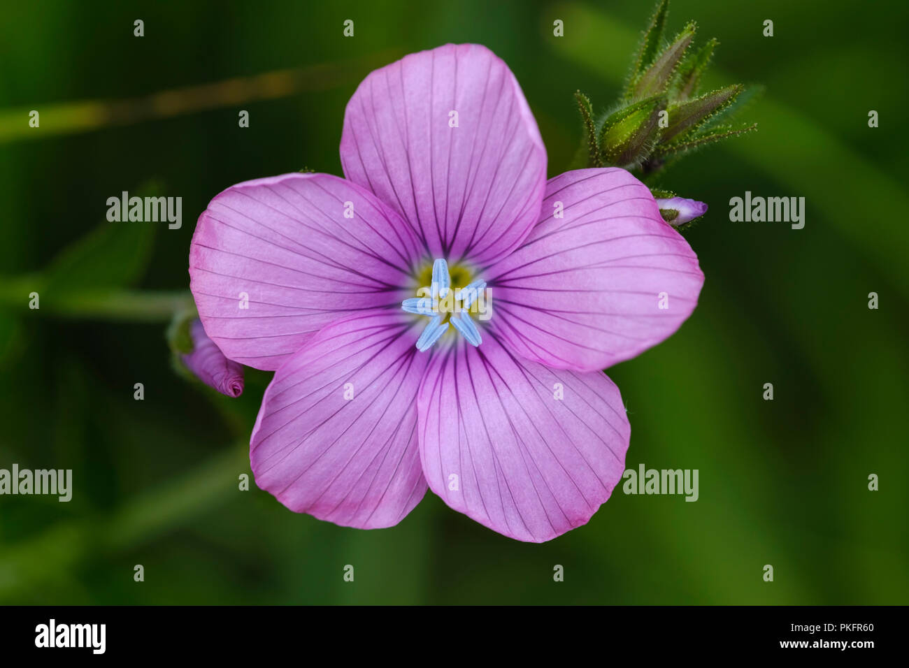 Linum viscosum (Linum Viscosum), Blume, Königsbrunner Heide, Schwaben
