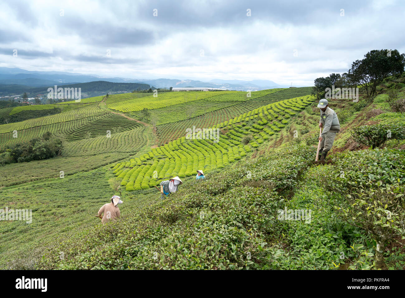 Die Arbeiter der Cau Dat Kaffee Farm sind die regelmäßige Pflege der Kaffee Hügeln in der Stadt Da Lat, Vietnam. Stockfoto