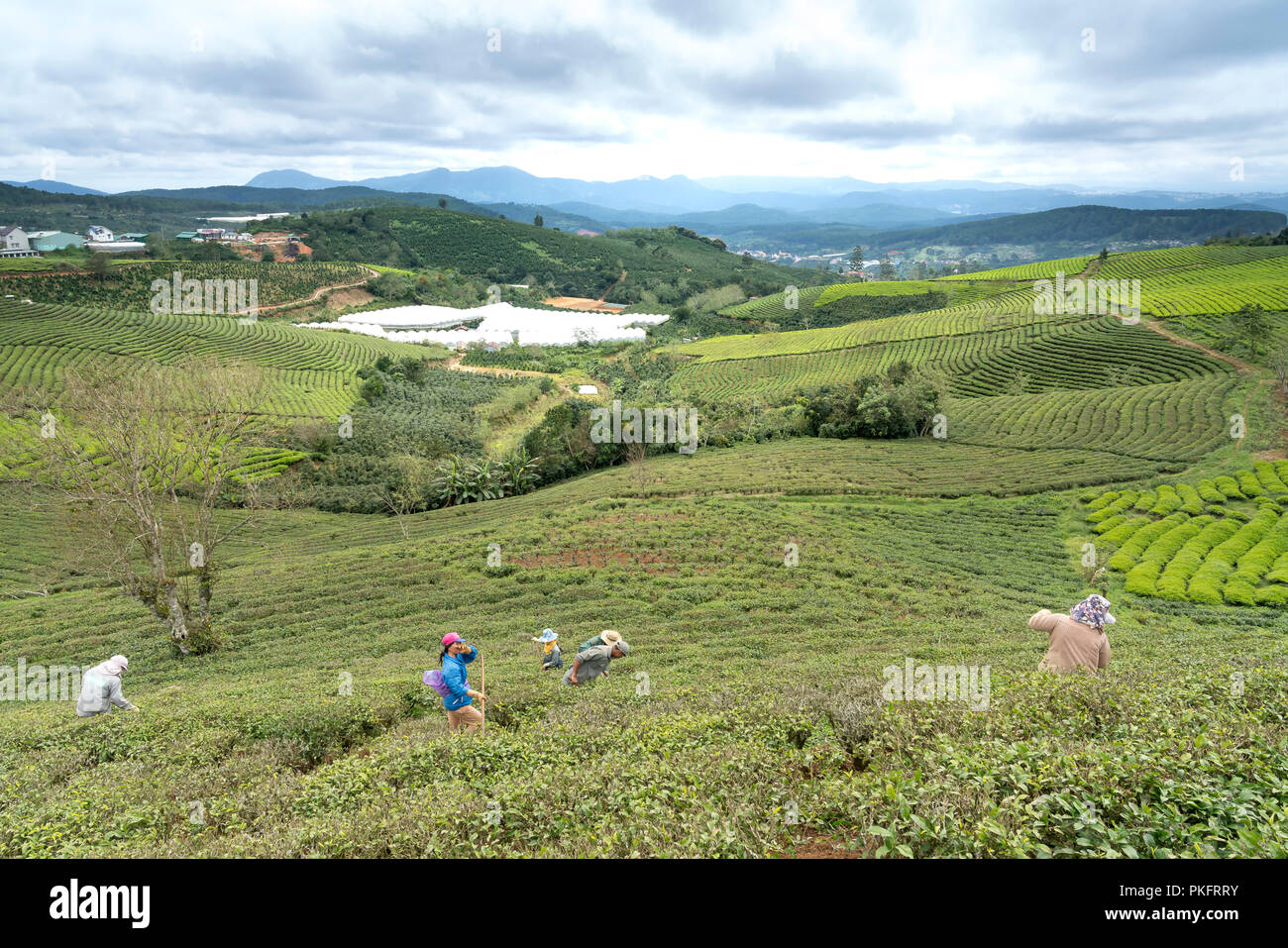 Die Arbeiter der Cau Dat Kaffee Farm sind die regelmäßige Pflege der Kaffee Hügeln in der Stadt Da Lat, Vietnam. Stockfoto