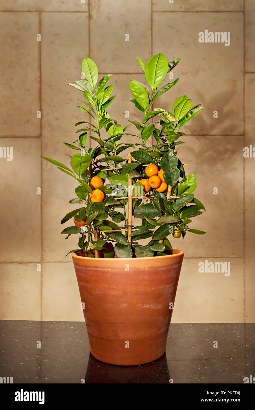 Bonsai Mandarine mit Frchten Stockfotografie - Alamy