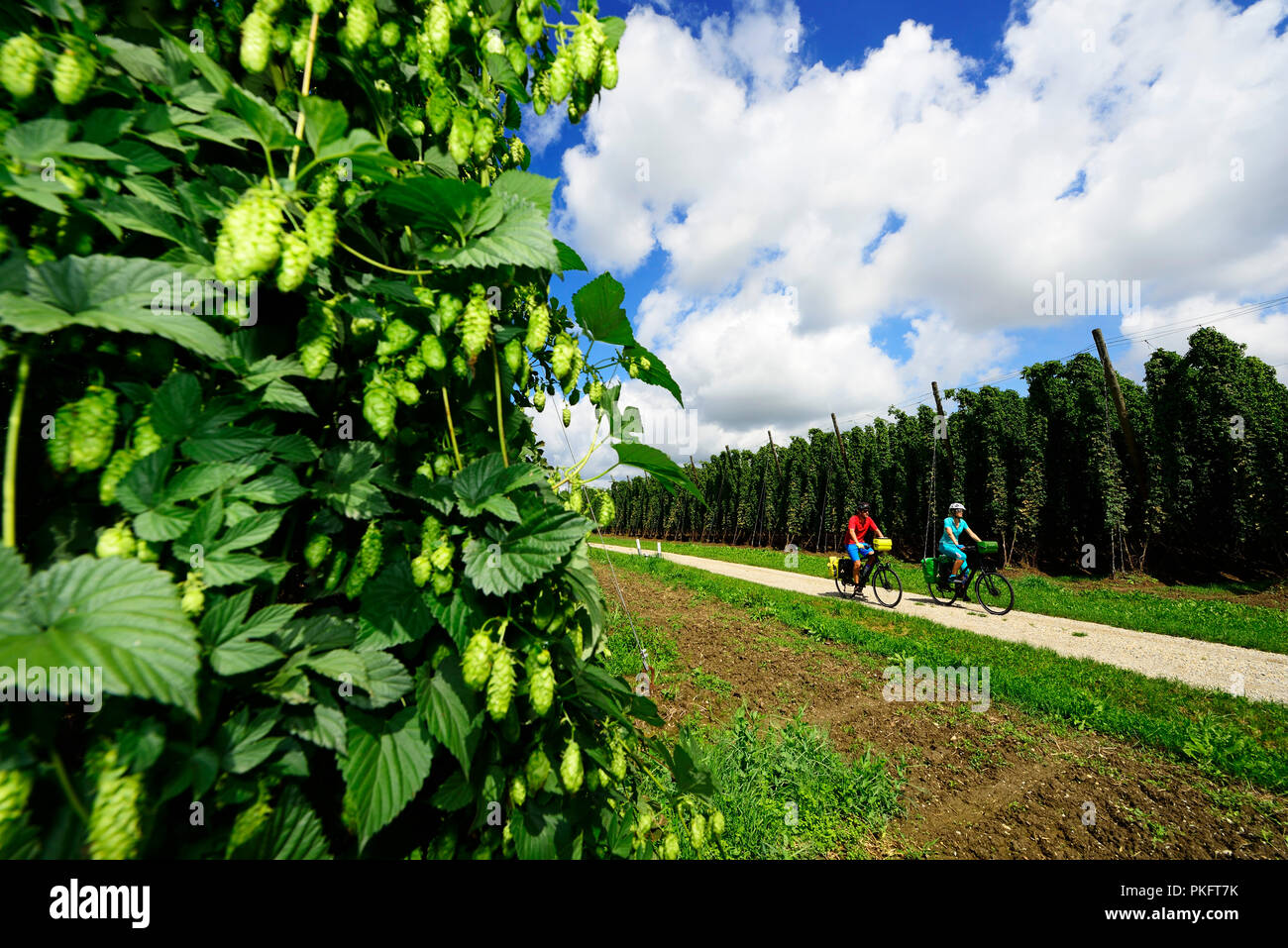 Radfahrer, hop in der Nähe von Bad Gögging, Ostbayern, Niederbayern, Bayern, Deutschland Stockfoto