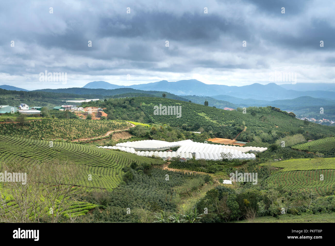 Morgens um Cau Dat Kaffee Farm in Da Lat, Vietnam. Stockfoto