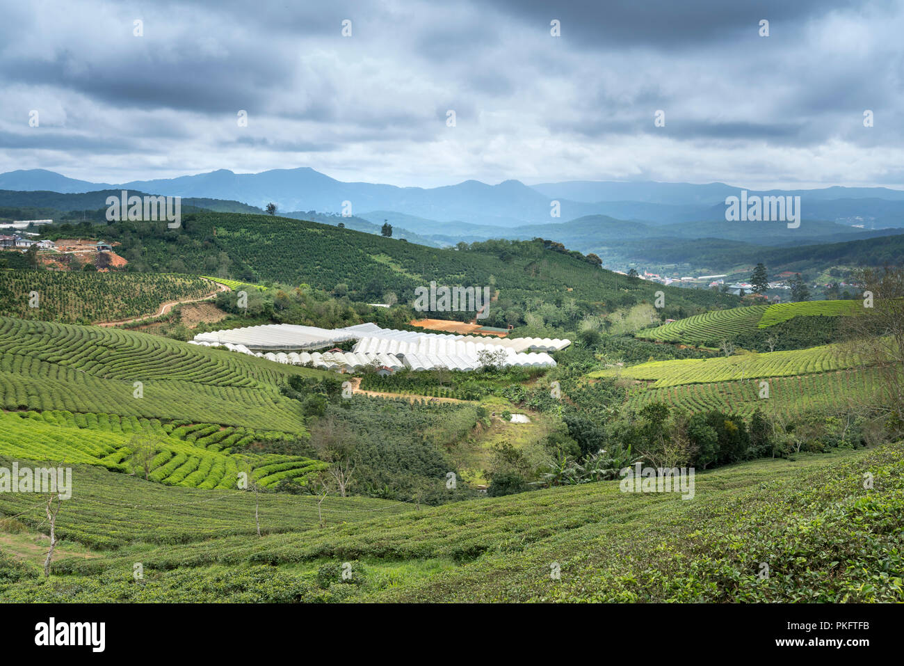 Morgens um Cau Dat Kaffee Farm in Da Lat, Vietnam. Stockfoto