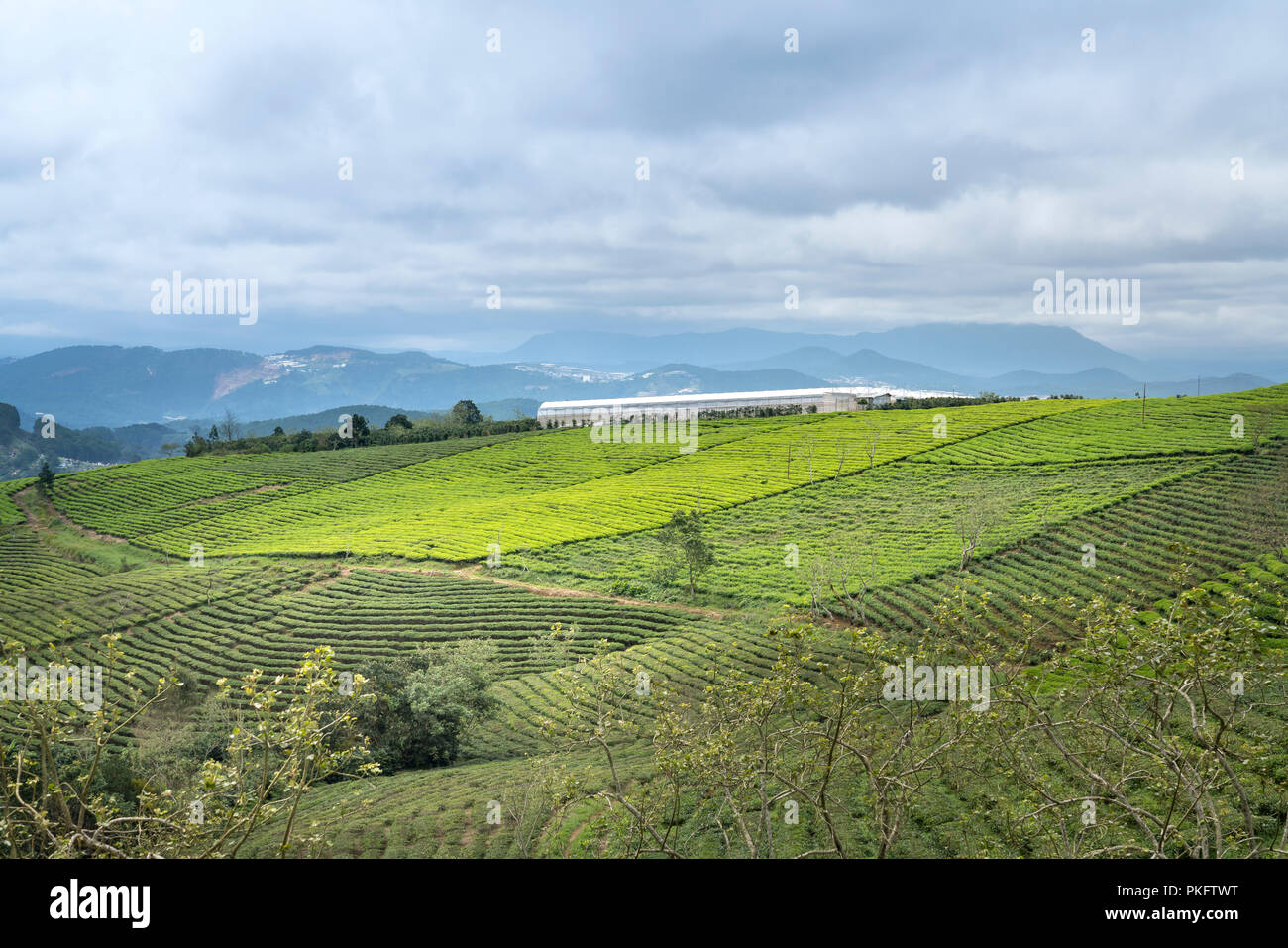 Morgens um Cau Dat Kaffee Farm in Da Lat, Vietnam. Stockfoto
