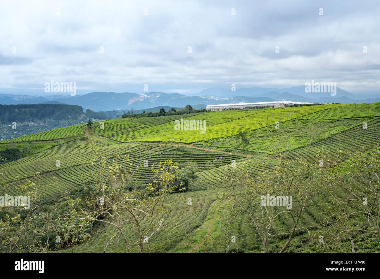 Morgens um Cau Dat Kaffee Farm in Da Lat, Vietnam. Stockfoto