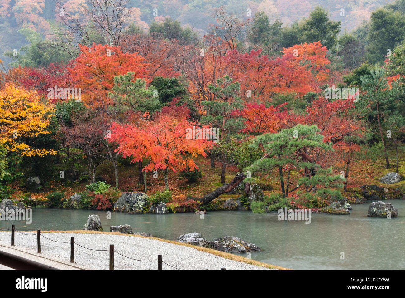 Herbst Farbe in Kyoto, Japan. Tenryu-ji Zen Tempel, Gärten, um 1345 erbaut. Der Teich Garten an einem regnerischen Tag im Herbst Stockfoto