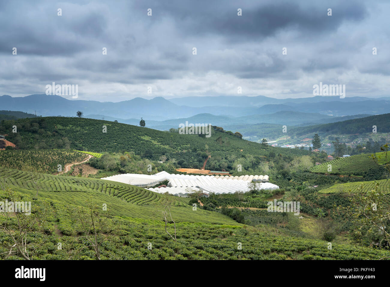 Morgens um Cau Dat Kaffee Farm in Da Lat, Vietnam. Stockfoto