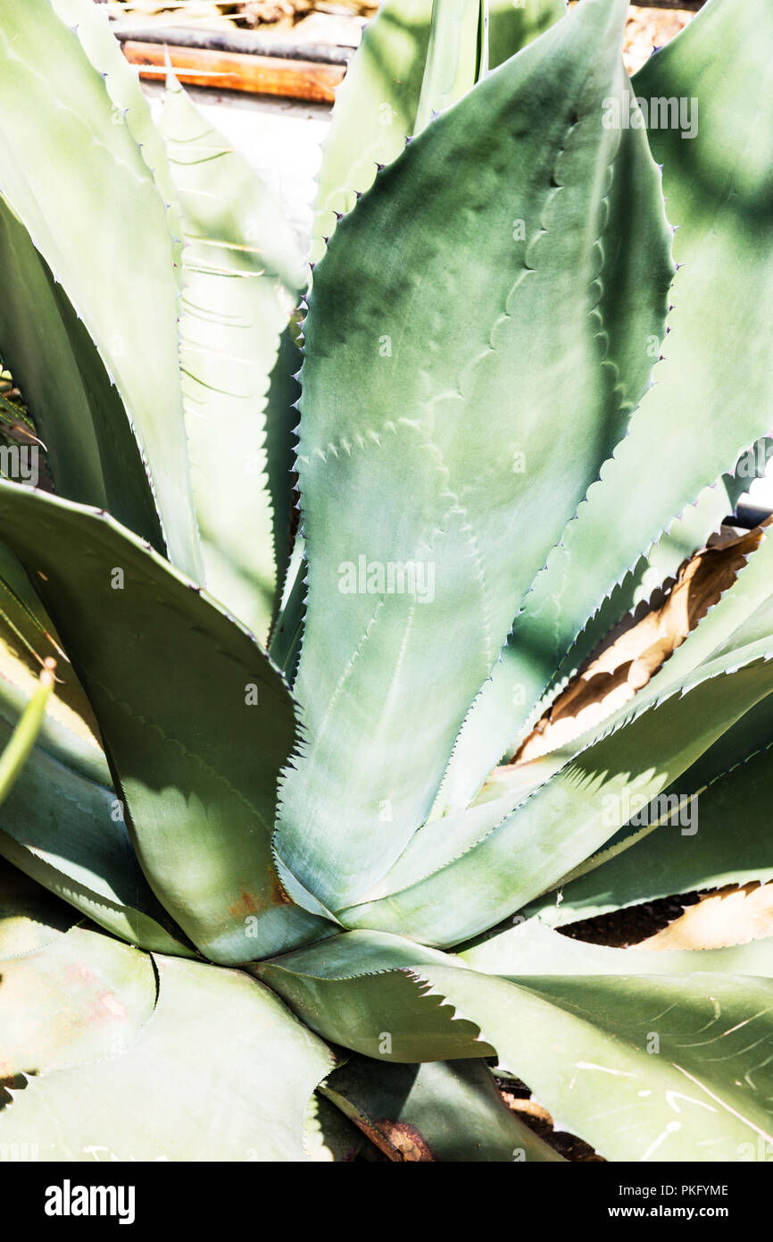Zentrale mexikanische agave -Fotos und -Bildmaterial in hoher Auflsung   Alamy