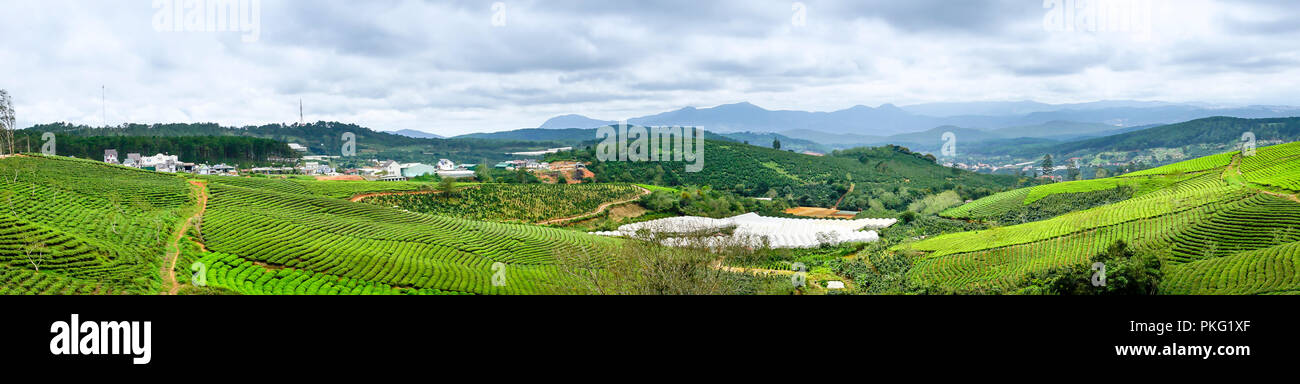 Morgens um Cau Dat Kaffee Farm in Da Lat, Vietnam. Stockfoto