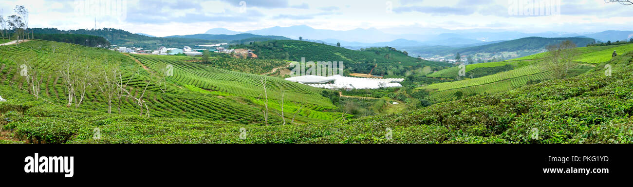 Morgens um Cau Dat Kaffee Farm in Da Lat, Vietnam. Stockfoto