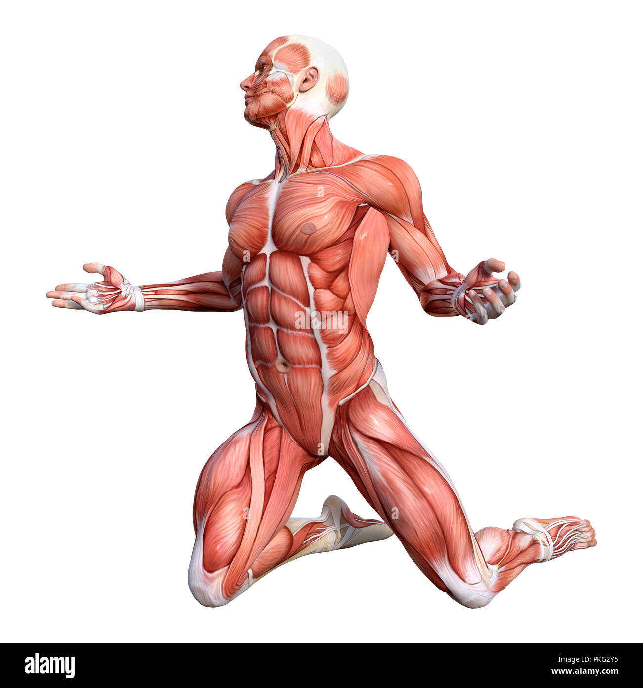 3D-Rendering einer männlichen Anatomie-Figur mit Muskeln Karte isolierten auf weißen Hintergrund Stockfoto