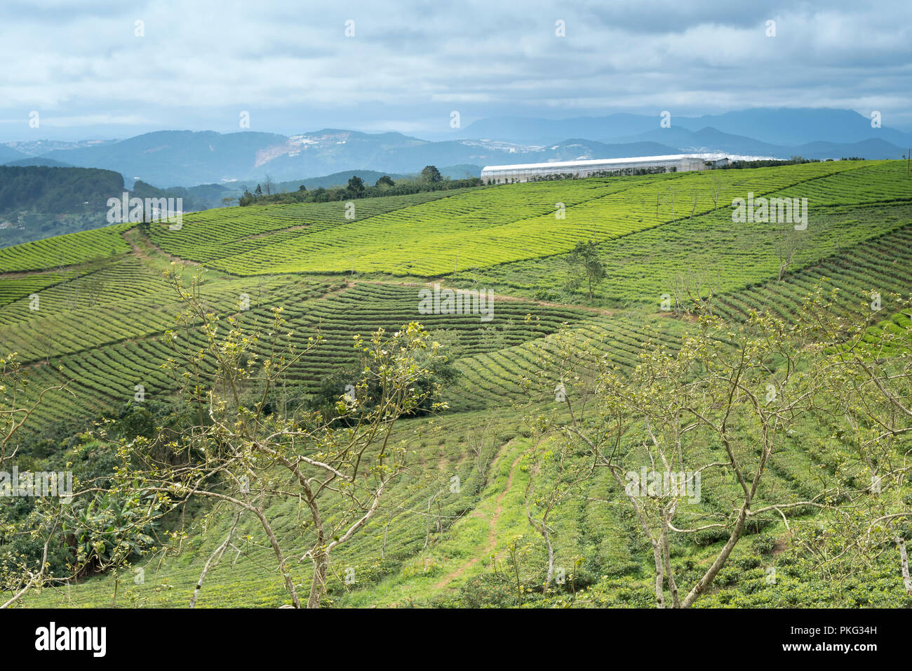 Morgens um Cau Dat Kaffee Farm in Da Lat, Vietnam. Stockfoto