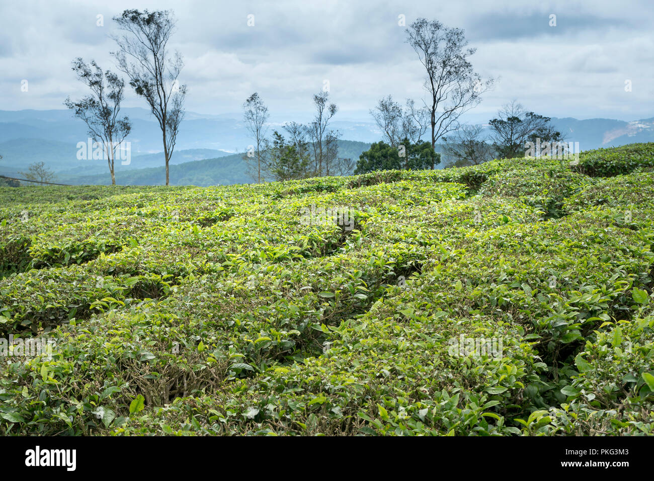Morgens um Cau Dat Kaffee Farm in Da Lat, Vietnam. Stockfoto