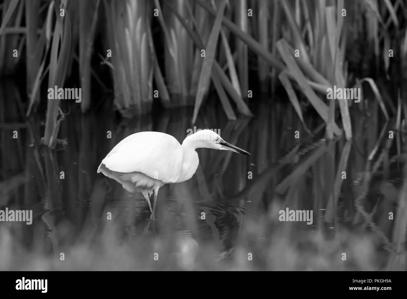 Monochromer Silberreiher (Egretta garzetta), der isoliert im Schilfbettwasser Großbritanniens watet, Kopf nach unten jagt, Beute jagt. Wildtiere in Worcestershire. Stockfoto