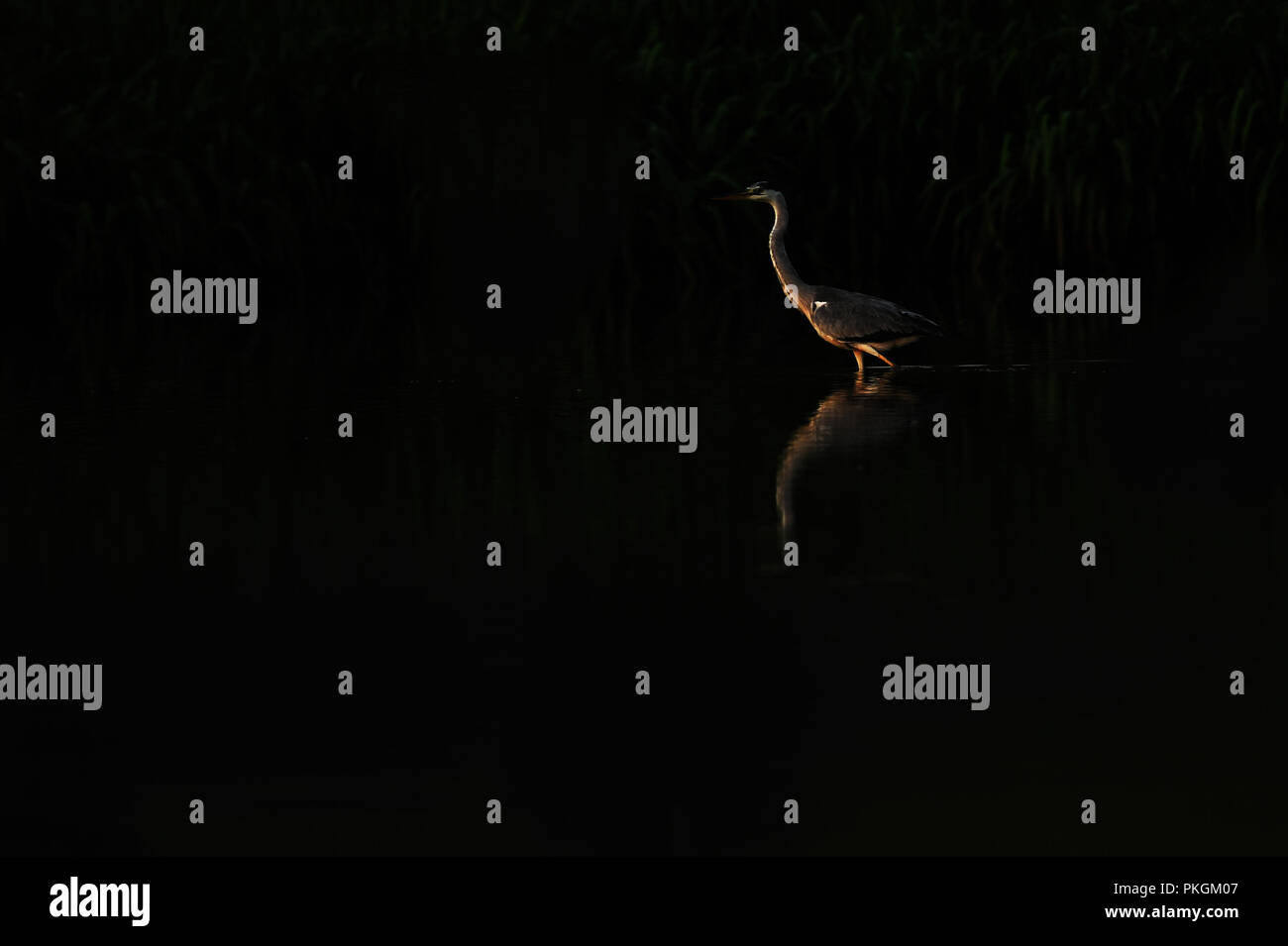 Low Key Bild von Storch auf dem See am Morgen Stockfoto