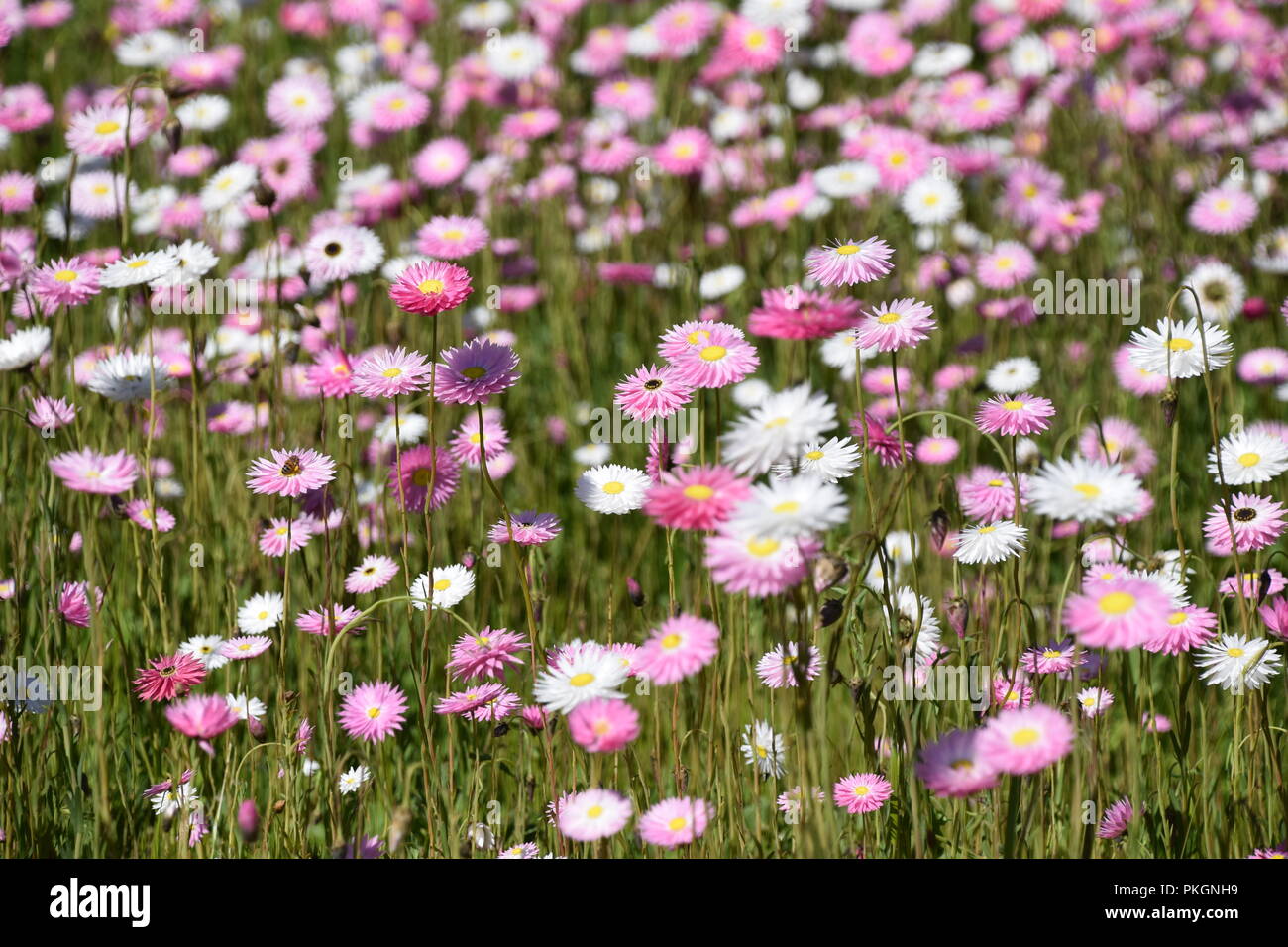 Bereich der rosafarbenen und weißen Australische Wildblumen Stockfoto