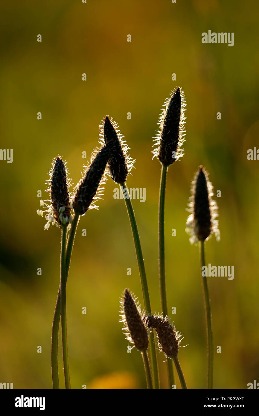 Interessante Hintergrundbeleuchtung Makro mit flachen Freiheitsgrad eines wilden Blume sehen, glühende Staubfaden; am späten Abend licht Stockfoto