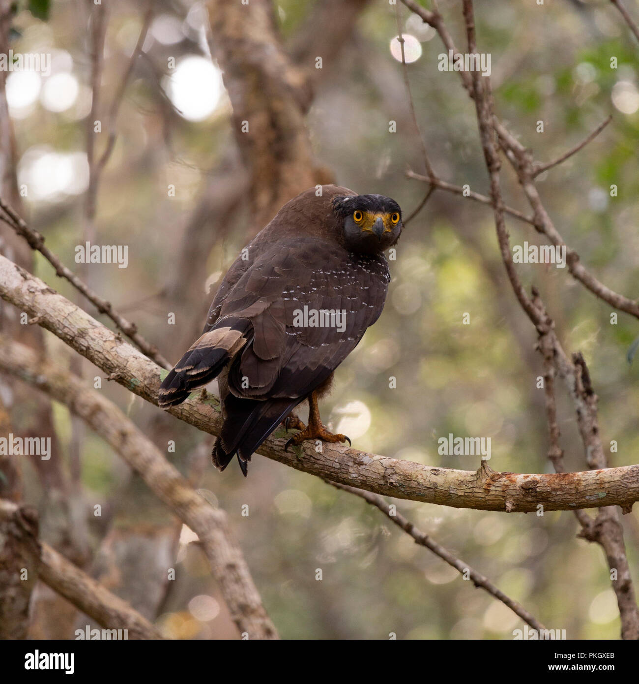 Crested Schlange Adler in Wilpattu Nationalpark, Sri Lanka. Der Vogel (Spilornis cheela spilogasser) Sitzstangen auf einen Baum in den Dschungel. Stockfoto