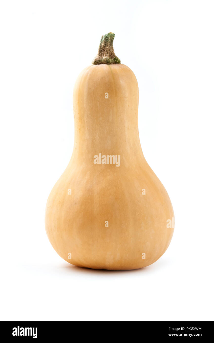 Butternut Squash auf weißem Hintergrund Stockfoto