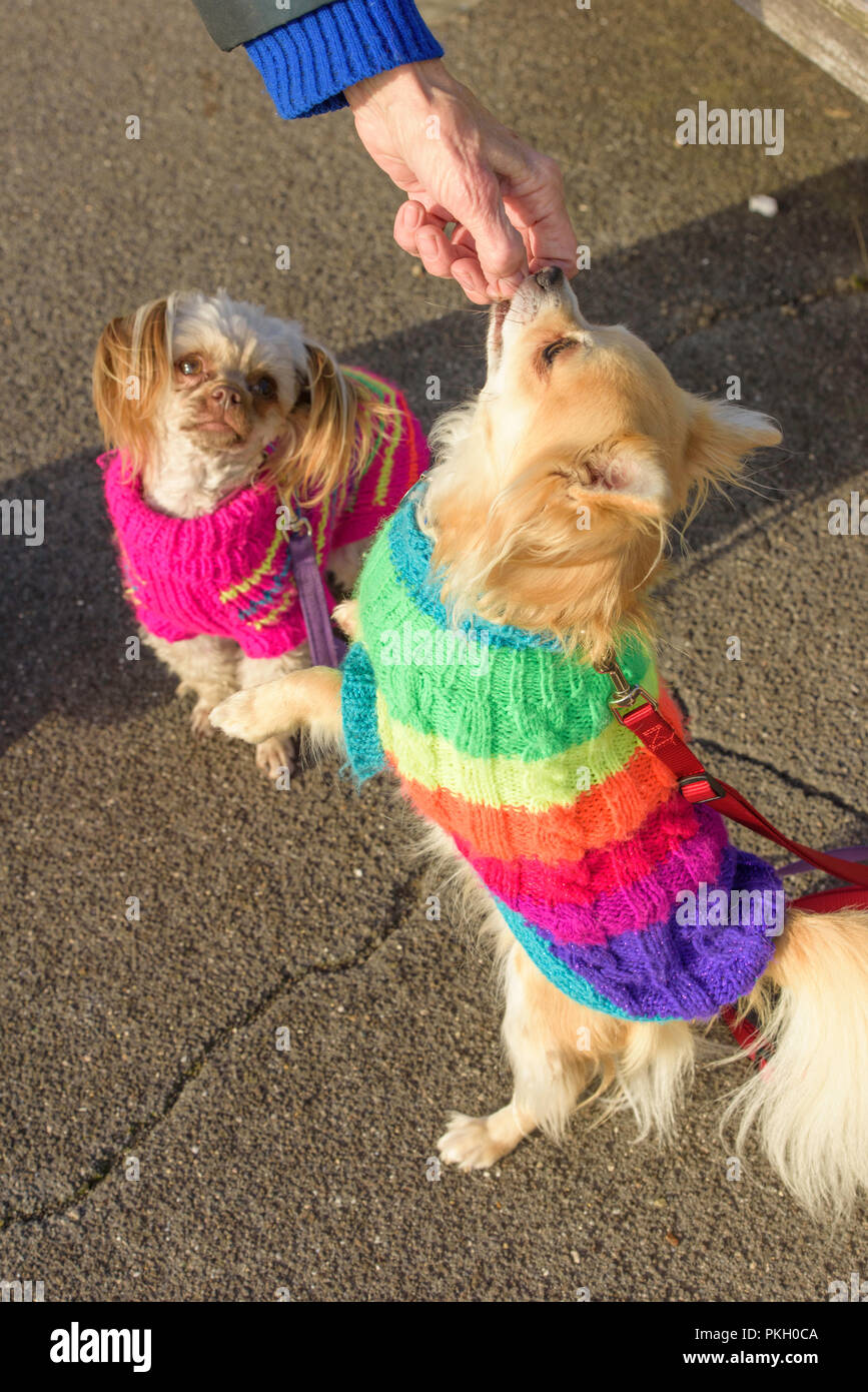 Zwei Hunde tragen bunte Jacken in Ramsgate, Kent, England, UK. Stockfoto