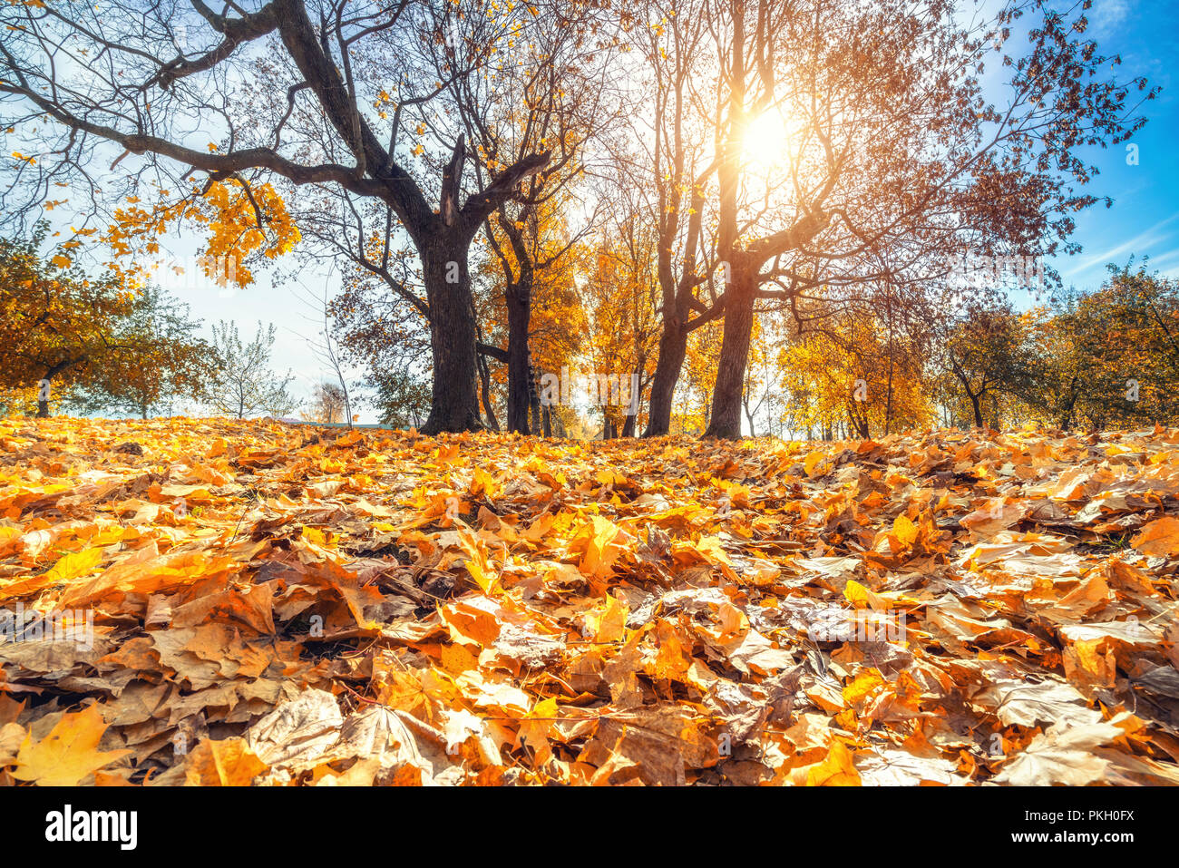 Helles Laub im Herbst Park Stockfoto