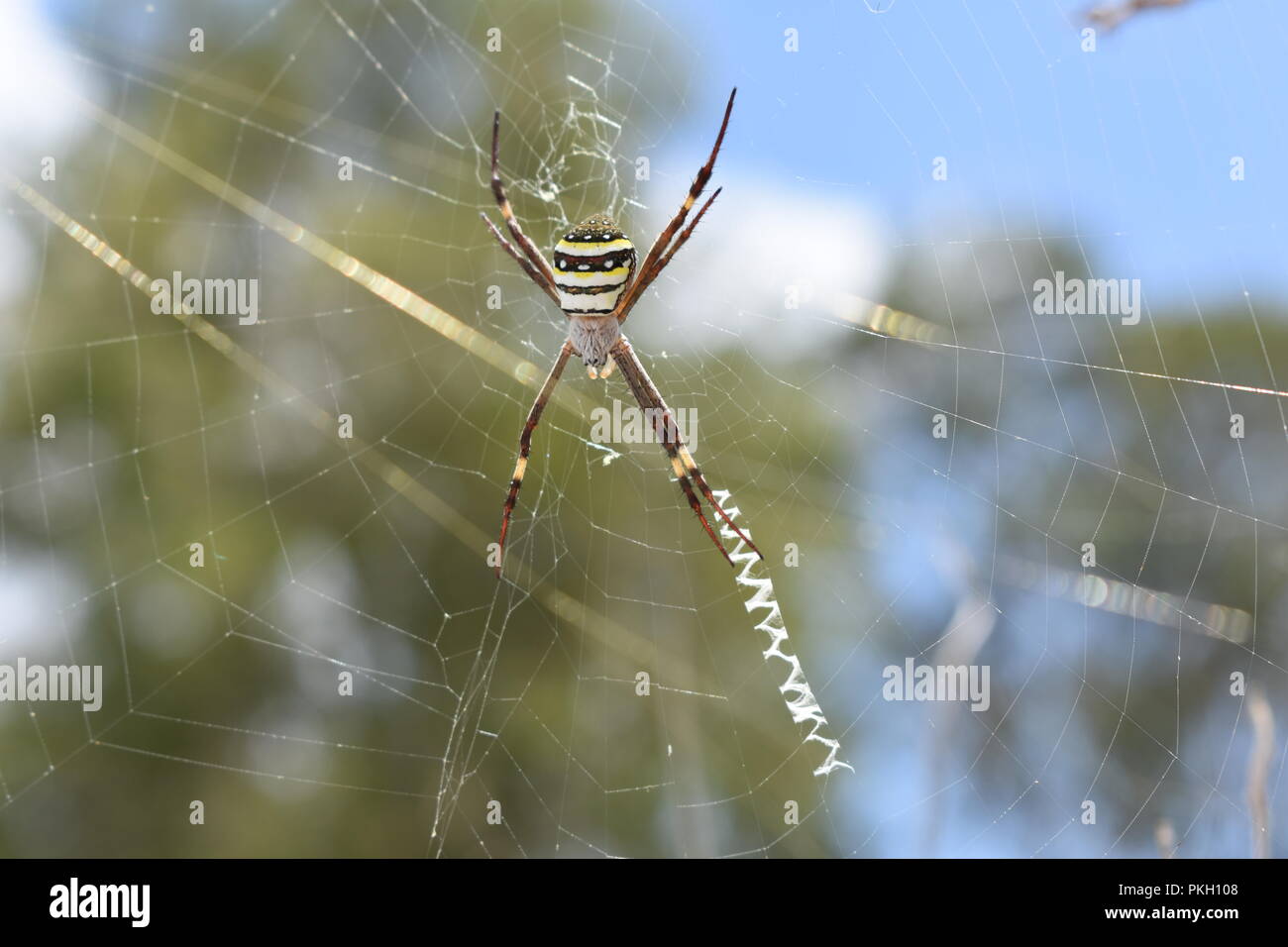 Australische Spinne Stockfoto
