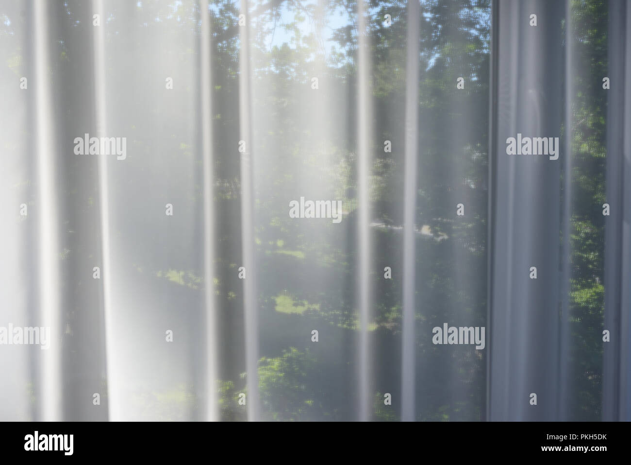 Am Morgen Garten in das Fenster hinter dem Transparente Vorhänge Stockfoto