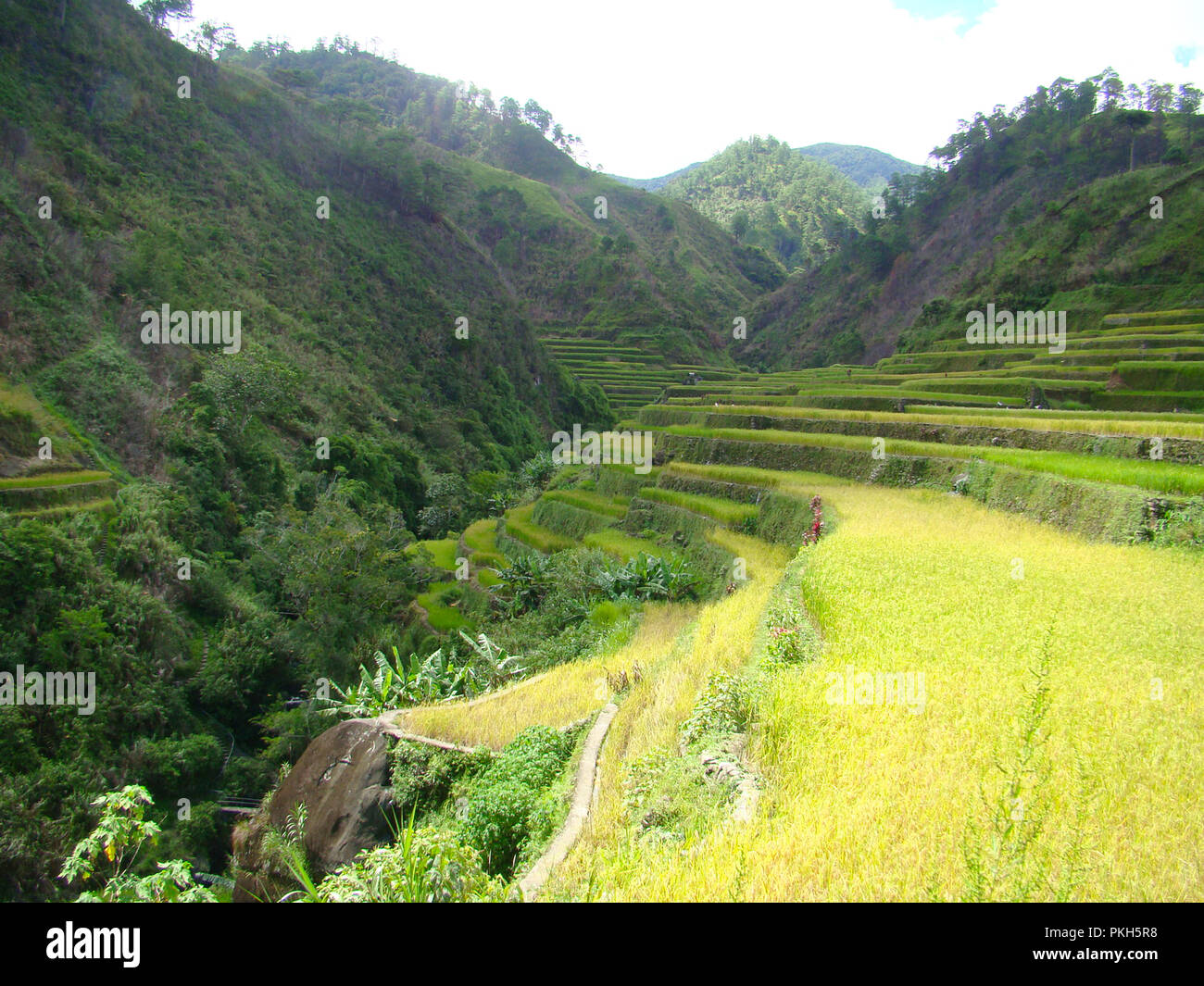 Ziele einer nachhaltigen Entwicklung: bewaldeten Hängen und Terrassenförmigen Reisfeldern in den Bergen rund um Banaue und Batad, nördliche Luzón, die Philippinen Stockfoto