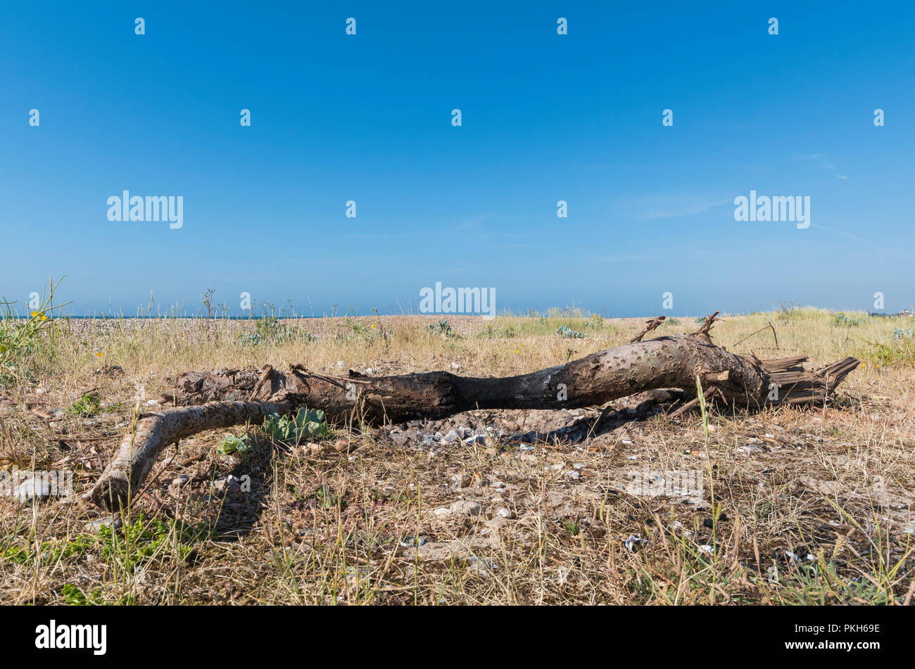 Treibholz an einem Strand in Großbritannien. Baumstamm auf einem Strand. Stockfoto
