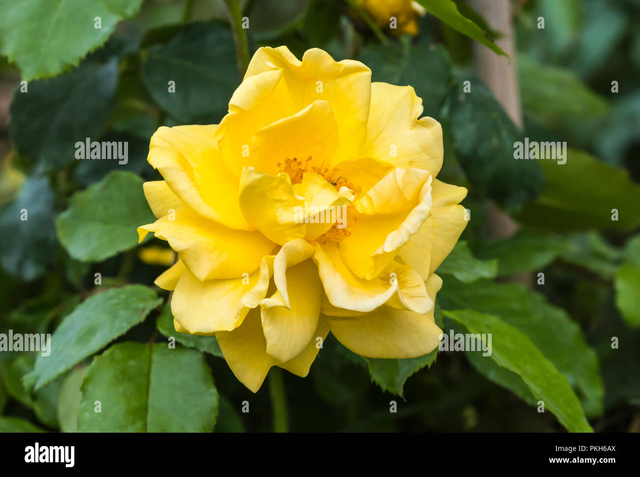 Einzelne goldene gelbe Blume Leiter der Standard Baum Rose' Precious Gold' (Rosa floribunda 'Precious Gold') Blüte im Herbst in Großbritannien. Stockfoto