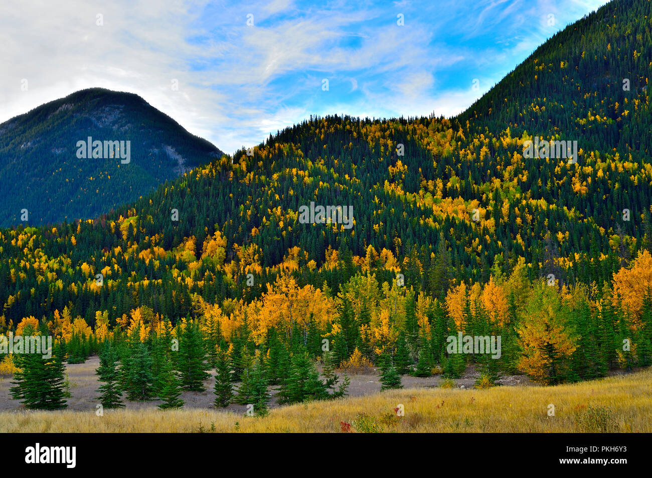 Eine horizontale Herbstlandschaft eines Mischwaldes mit Laubbäumen inmitten der Nadelbäume im Jasper National Park. Stockfoto