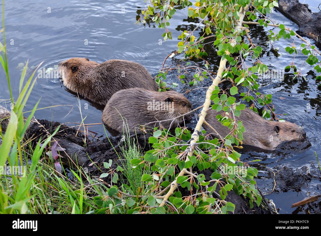 Drei Biber "Castor canadenis'; Fütterung auf einige Aspen Blätter an der Biber Teich in Hinton Alberta, Kanada. Stockfoto