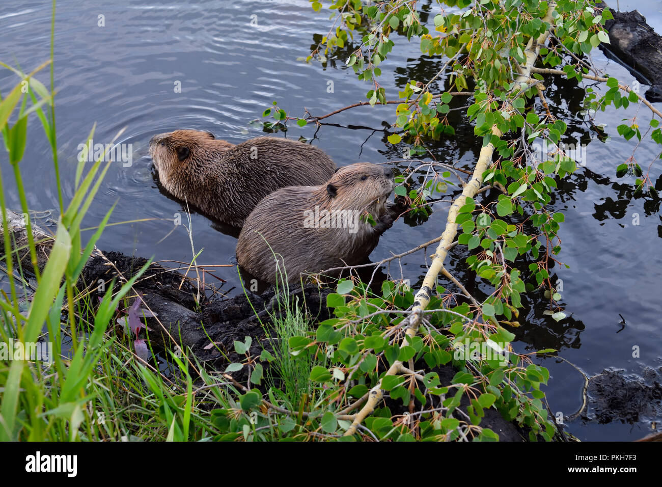 Zwei Biber "Castor canadenis'; Fütterung auf einige Aspen Zweige und Blätter in der Biber Teich an Maxwell See in Hinton Alberta, Kanada. Stockfoto