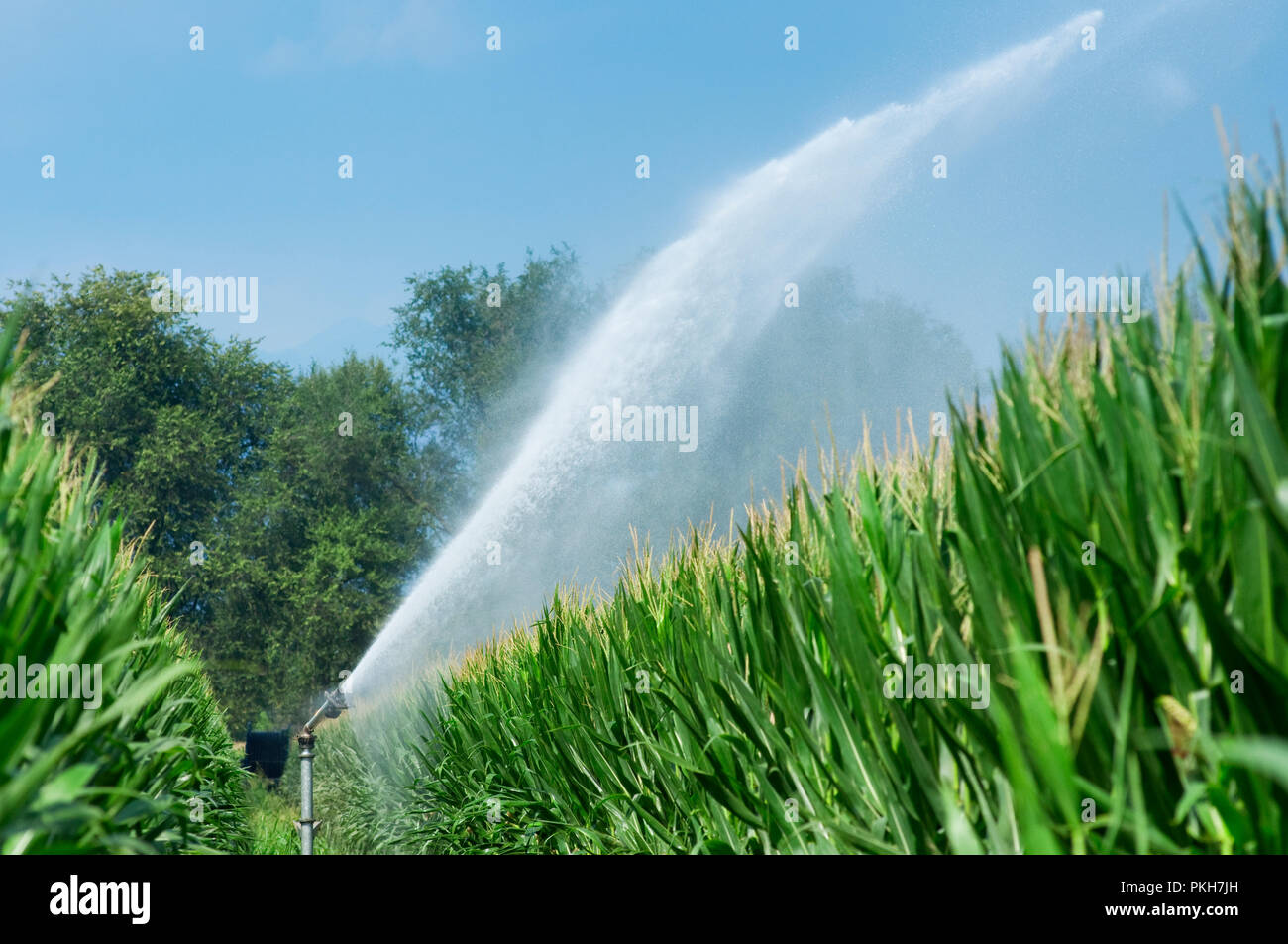 Italien, Lombardei, Land in der Nähe von Bergamo, die Installation von Sprinklern in einem Feld von Mais Stockfoto