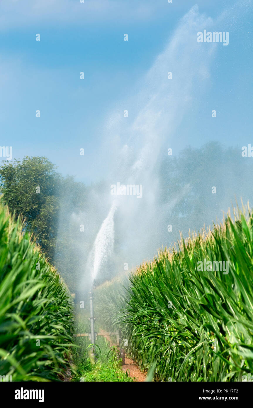 Italien, Lombardei, Land in der Nähe von Bergamo, die Installation von Sprinklern in einem Feld von Mais Stockfoto