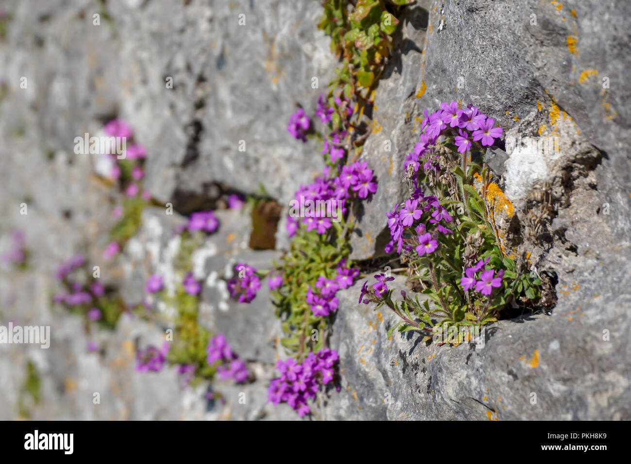 Lila Blume wächst auf der Seite einer Burgmauer Stockfoto