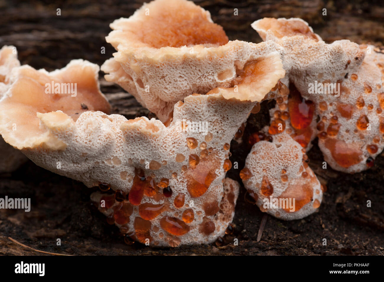 Trauerpilz, Inonotus dryadeus, wächst auf einem gefallenen, faulen Baum im New Forest, Hampshire England GB Stockfoto