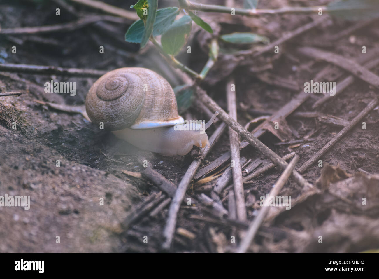 Schnecke kriecht auf dem Boden Stockfoto