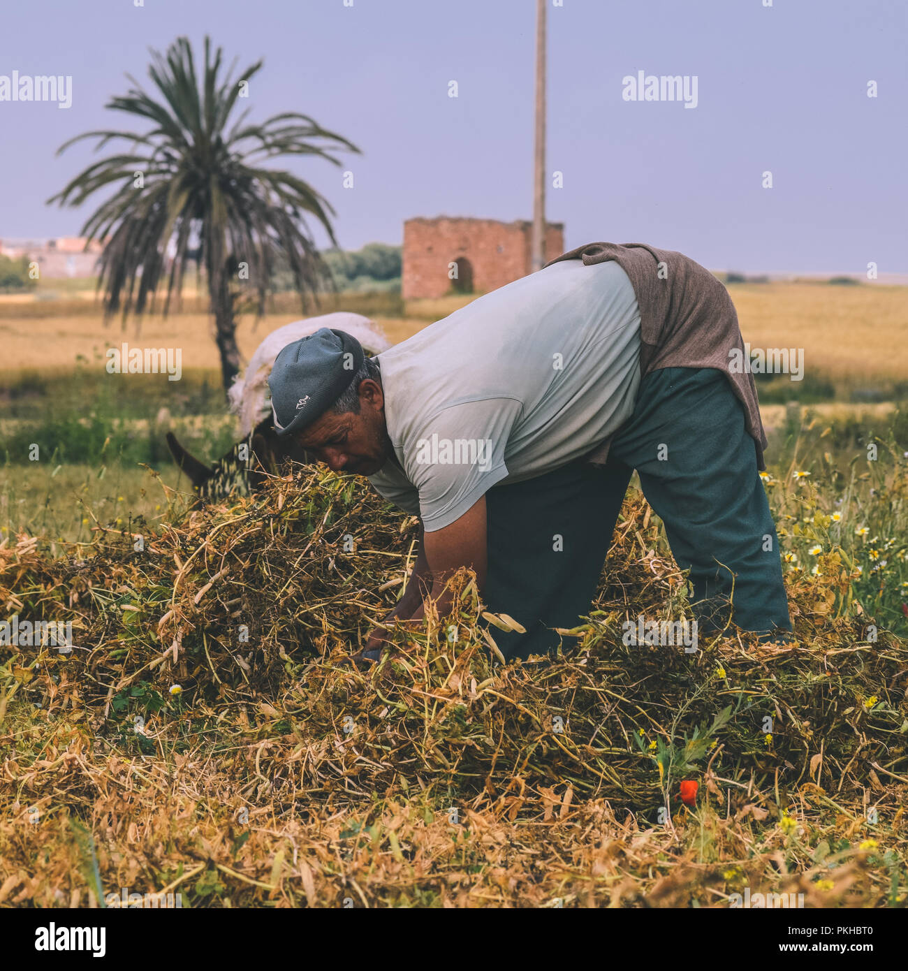 Traditionelle land Arbeiter in Marokko Stockfoto