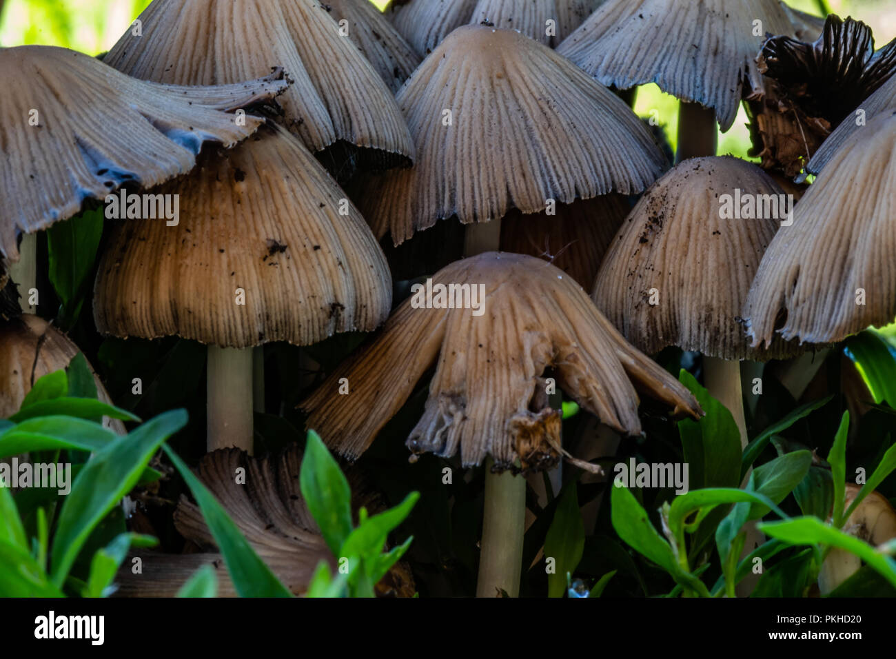 Gruppe kleine braune Pilze in der Nähe im Wald Stockfoto