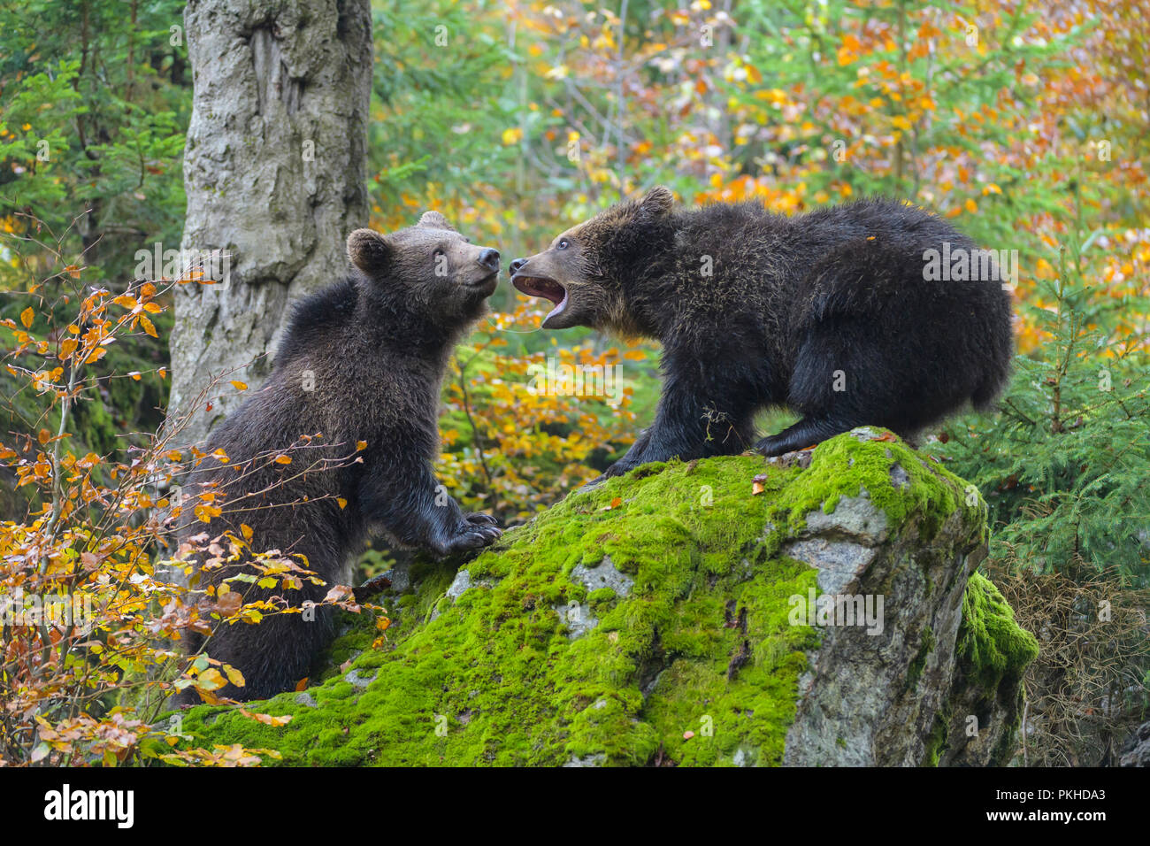 Braunbären, Ursus arctos, zwei Jungen kämpfen, Deutschland Stockfoto