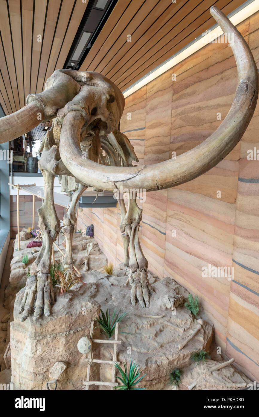 Cheyenne, Wyoming - die Besetzung eines männlichen kolumbianischem Mammut (Mammuthus columbi), auf der die Wyoming Mitte begrüßen. Das Original wurde von Dee Stockfoto