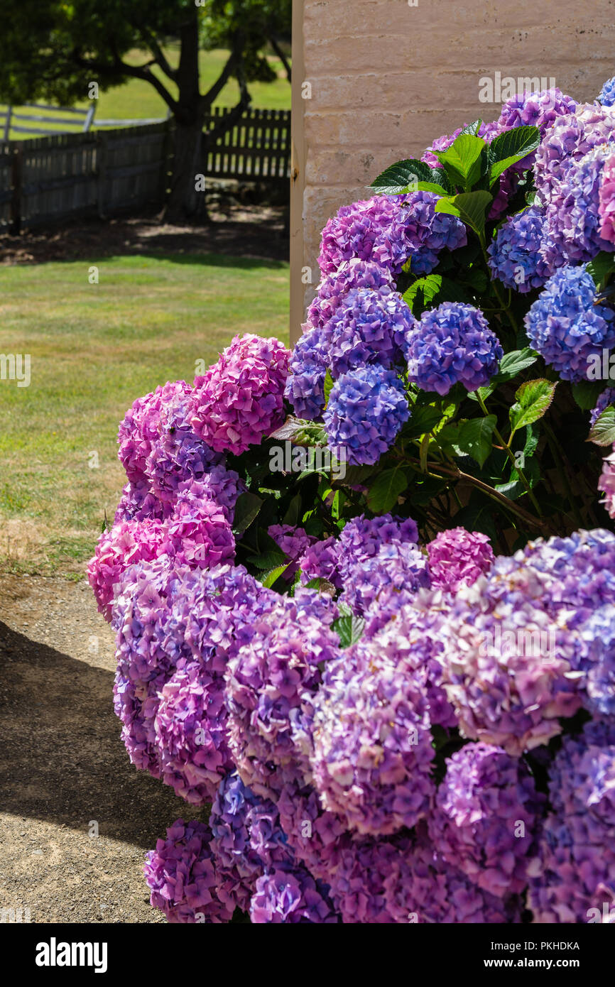 Große Hortensie Bush Stockfoto