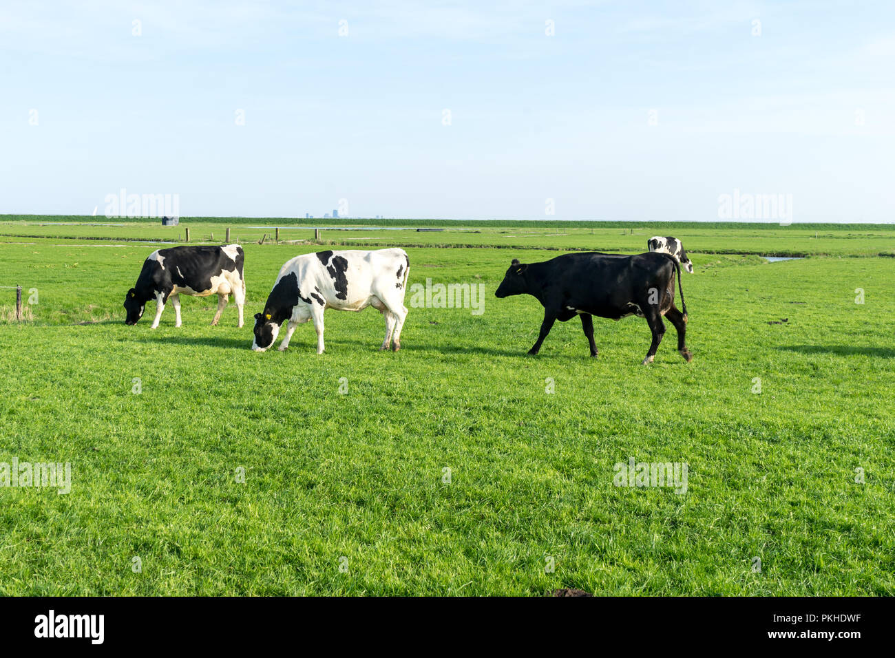 Niederlande, Feuchtgebiete, Maarken, Europa, eine Herde von Rindern auf einem grünen Feld Stockfoto